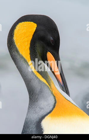 Pinguino reale (Aptenodytes patagonicus), ritratto, preening, Salisbury Plain, Georgia del Sud e Isole Sandwich del Sud Foto Stock