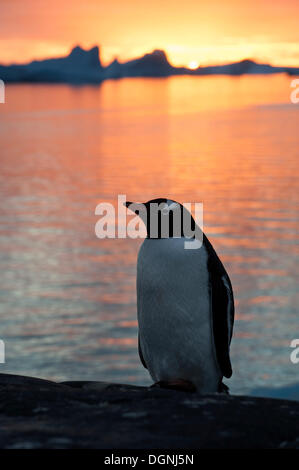 Pinguino Gentoo (Pygoscelis papua) al tramonto davanti a un fiordo, iceberg, stand isola, Pleneau Bay, Penisola Antartica Foto Stock