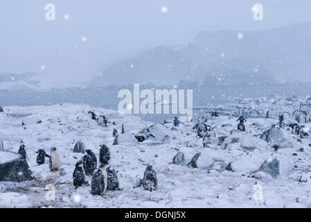 I pinguini di Gentoo (Pygoscelis papua), avannotti con piumaggio moulting durante la nevicata, Jougla Point, Port Lockroy Foto Stock