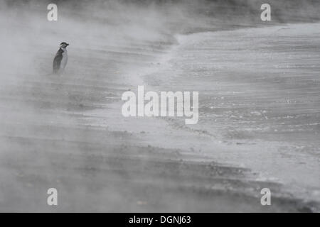 Pinguini Chinstrap (Pygoscelis Antartide), in piedi il vapore da sorgenti calde di Whalers Bay, Isola Deception Foto Stock