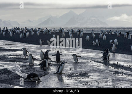 Pinguini Chinstrap (Pygoscelis Antartide), attraversando un flusso, Testa Baily, isola Deception, a sud le isole Shetland Foto Stock