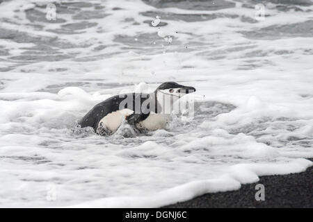 Pinguini Chinstrap (Pygoscelis Antartide) in schiuma schiumosa sulla riva del mare, Testa Baily, isola Deception, a sud le isole Shetland Foto Stock