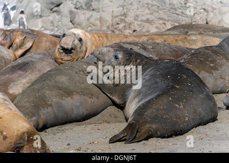 Elefante meridionale guarnizioni (Mirounga leonina), gruppo di adolescente tori, appoggio e moulting, Hannah Point, Livingston Island Foto Stock