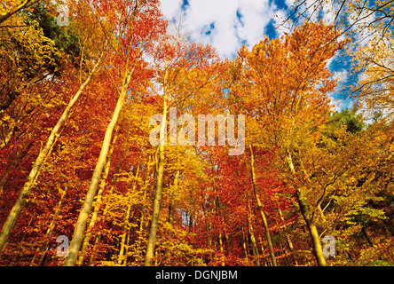 La Germania, il Parco Naturale di Odenwald: Golden Ottobre con atumn foresta alla montagna Katzenbuckel Foto Stock