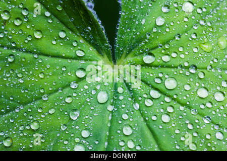 Lady del mantello (Alchemilla vulgaris), gocce di pioggia su una foglia, Baviera, Germania Foto Stock