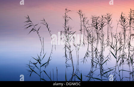 Steinhuder Meer o il Lago Steinhude, Mardorf, Bassa Sassonia Foto Stock