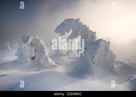 Coperte di neve di pini nella nebbia e la nebbia in Mt. Brocken, Sassonia-Anhalt Foto Stock