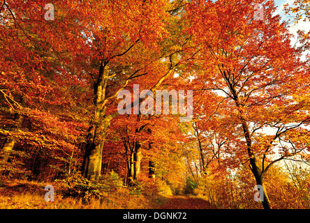 La Germania, il Parco Naturale di Odenwald: Golden Ottobre con atumn foresta alla montagna Katzenbuckel Foto Stock