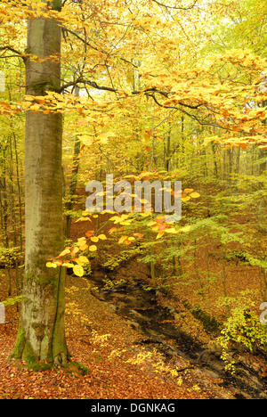 Flusso in un misto di bosco di faggio in autunno a Nonnenfliess riserva naturale vicino a Eberswalde, nel Land di Brandeburgo Foto Stock