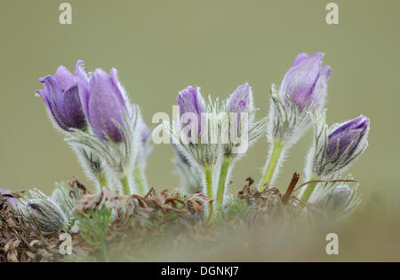 "Pasque comune fiore o Dane il sangue (Pulsatilla vulgaris) Foto Stock