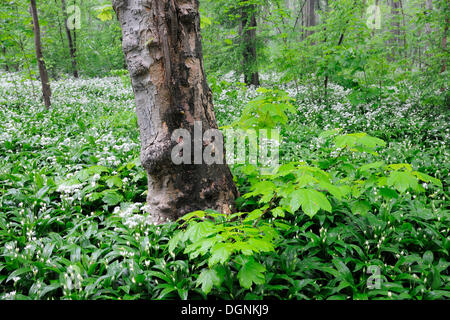 Fioritura di aglio selvatico o ramsons (Allium ursinum) in una foresta di pianura a Lipsia in Sassonia Foto Stock