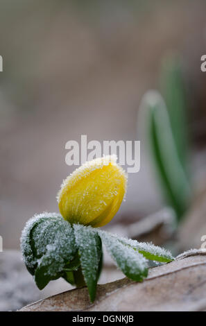 Aconitum invernale o Wolf's Bane (Eranthis hyemalis), bud con brina Foto Stock