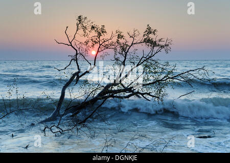 Albero nel Mar Baltico all'alba, Ruegen, Meclemburgo-Pomerania Occidentale Foto Stock