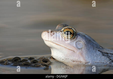 Moor Frog (Rana arvalis), Riserva della Biosfera dell'Elba centrale, Dessau Foto Stock