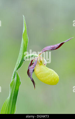 Giallo Lady Slipper Orchid (Cypripedium calceolus), vicino a Jena, Turingia Foto Stock