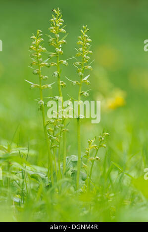 Frog Orchid o Long-Bracted verde (orchidee Coeloglossum viride), vicino a Stadtilm, Turingia Foto Stock