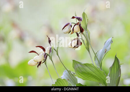 Giallo varietà di orchidee viola (Cypripedium Calceolus), vicino a Jena, Turingia Foto Stock