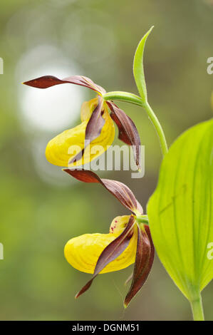 Giallo varietà di orchidee viola (Cypripedium Calceolus), vicino a Jena, Turingia Foto Stock