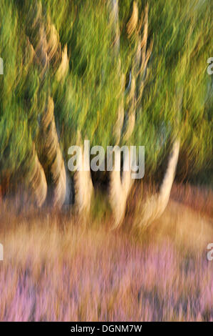 Nella tarda estate in basso Lusatian Heath Nature Park, immagine astratta con motion blur, Brandenburg Foto Stock