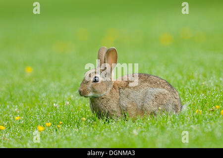 Coniglio selvatico (oryctolagus cuniculus) in un prato, Schottland, Scotland, Regno Unito Foto Stock