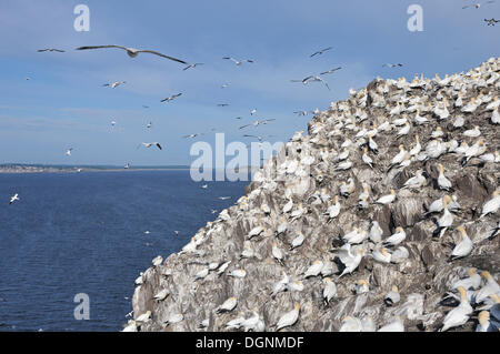 Northern Gannet (Morus bassanus) colonia, affollata su di una scogliera rocciosa, Bass Rock, Dunbar, Scotland, Regno Unito Foto Stock