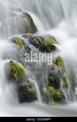 Erba che cresce su rocce di una cascata sul fiume Llugwy o Afon Llugwy, Betws-y-Coed, Wales, Regno Unito Foto Stock