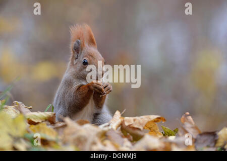 Red scoiattolo (Sciurus vulgaris) in un parco urbano in autunno, Lipsia, Sassonia, Germania Foto Stock
