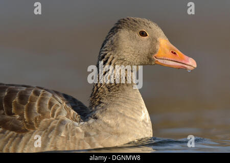 Graylag Goose (Anser anser), ritratto, Leipzig, in Sassonia, Germania Foto Stock