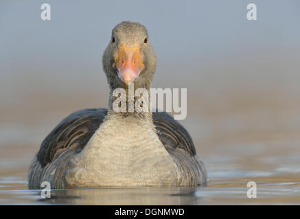 Graylag Goose (Anser anser), nuoto, Leipzig, in Sassonia, Germania Foto Stock