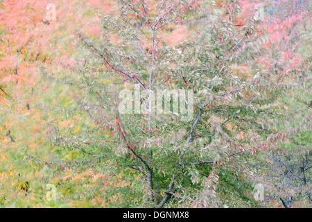 Colore di autunno gli alberi di ciliegio (Prunus sp.), Thale, Sassonia-Anhalt, Germania Foto Stock