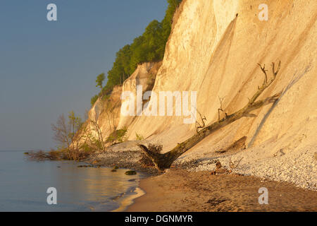 Ripida costa con chalk cliffs nel Jasmund National Park a sunrise, rotto il gesso e alberi, Dranske Foto Stock