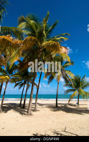 Spiaggia con palme, Isla Verde, San Juan, Puerto Rico e dei Caraibi Foto Stock