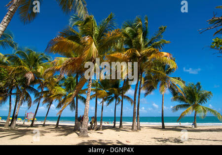 Spiaggia con palme, Isla Verde, San Juan, Puerto Rico e dei Caraibi Foto Stock