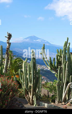 Il giardino dei Cactus in El Sauzal con vedute del monte Vulcano Teide, Tenerife, Isole Canarie, Spagna, Europa Foto Stock