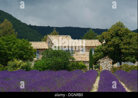 Casa in un campo di lavanda, Banon, Provenza, regione Provence-Alpes-Côte d'Azur, in Francia Foto Stock