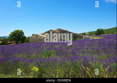 Casa in un campo di lavanda, Banon, Provenza, regione Provence-Alpes-Côte d'Azur, in Francia Foto Stock