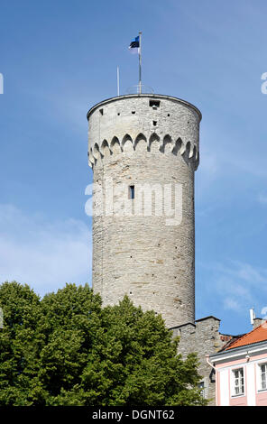 Castello dell'Ordine dei Cavalieri Teutonici, Tall Hermann Tower, la sede del parlamento estone, Tallinn, ex Reval Foto Stock