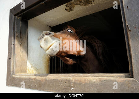 Cavallo (Equus caballus ferus) in una stabile Foto Stock