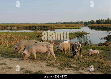 Suini domestici, il Delta del Danubio, Romania, Europa Foto Stock