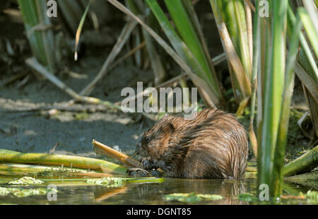 Topo muschiato (Ondatra zibethicus), il Delta del Danubio, Romania, Europa Foto Stock