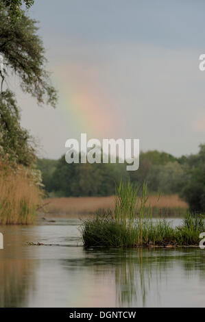 Rainbow, Danube-Auen National Park, Austria Inferiore, Austria, Europa Foto Stock