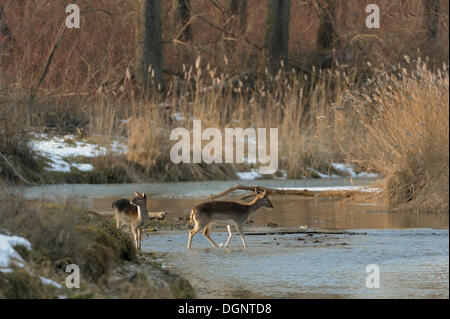 Daini (Dama Dama), la femmina del cervo e del polpaccio, zone umide del Danubio, Donau Auen National Park, Austria Inferiore, Austria, Europa Foto Stock