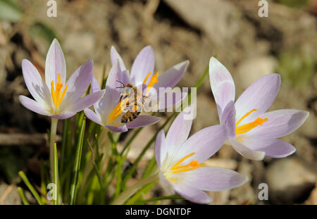 Il miele delle api (Apis sp.) su Crocus (Crocus), Austria Inferiore, Austria, Europa Foto Stock