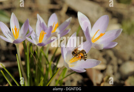 Il miele delle api (Apis sp.) su Crocus (Crocus), Austria Inferiore, Austria, Europa Foto Stock