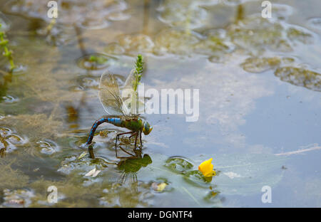 L'imperatore libellula blu o imperatore (Anax imperator), la deposizione delle uova, l'ovoposizione, Mühlleiten, Gross-Enzersdorf, Austria inferiore Foto Stock