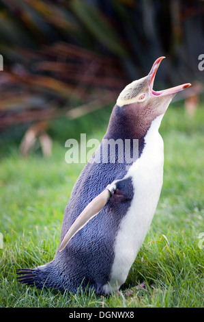 I giovani giallo Eyed Penguin, Penisola di Otago, Dunedin, Nuova Zelanda. Foto Stock