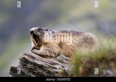 Alpine marmotta (Marmota marmota), il Grossglockner, Parco Nazionale degli Hohe Tauern, Tirolo, Austria Foto Stock