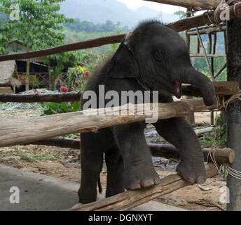 Toro giovane elefante, quattro mesi, su Koh Chang Island, Thailandia, Asia Foto Stock