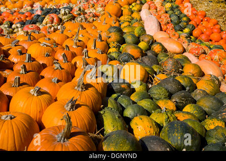 Esposizione di zucca a Bolzano in Alto Adige, Italia, Europa Foto Stock