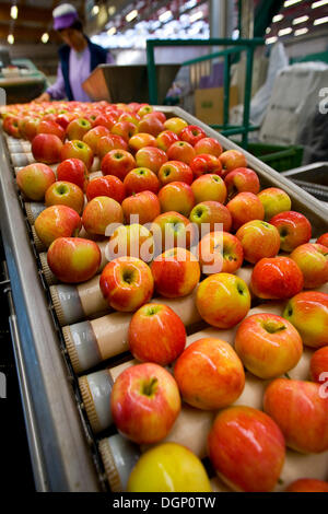Trasformazione delle mele Foto Stock